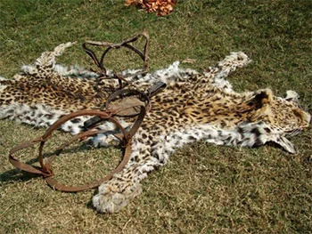 Leopard Poaching
